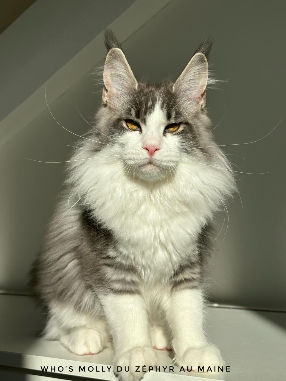 maine coon loof brive