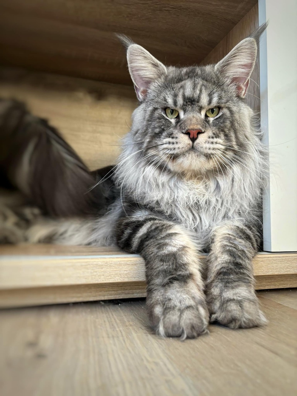 maine coon loof brive