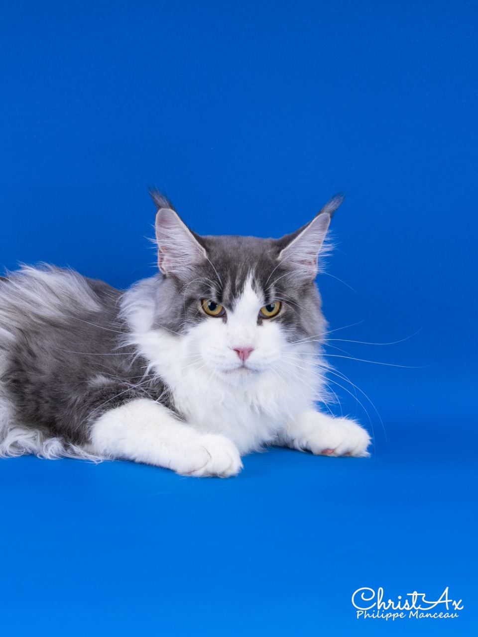 maine coon loof