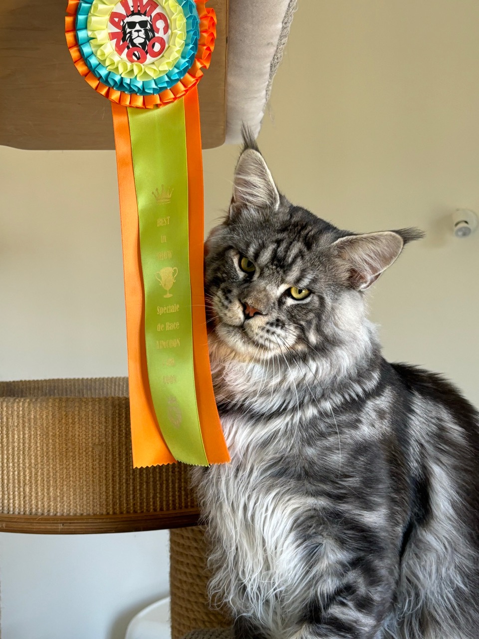 mainecoon loof corrèze chat de france zéphyr au maine