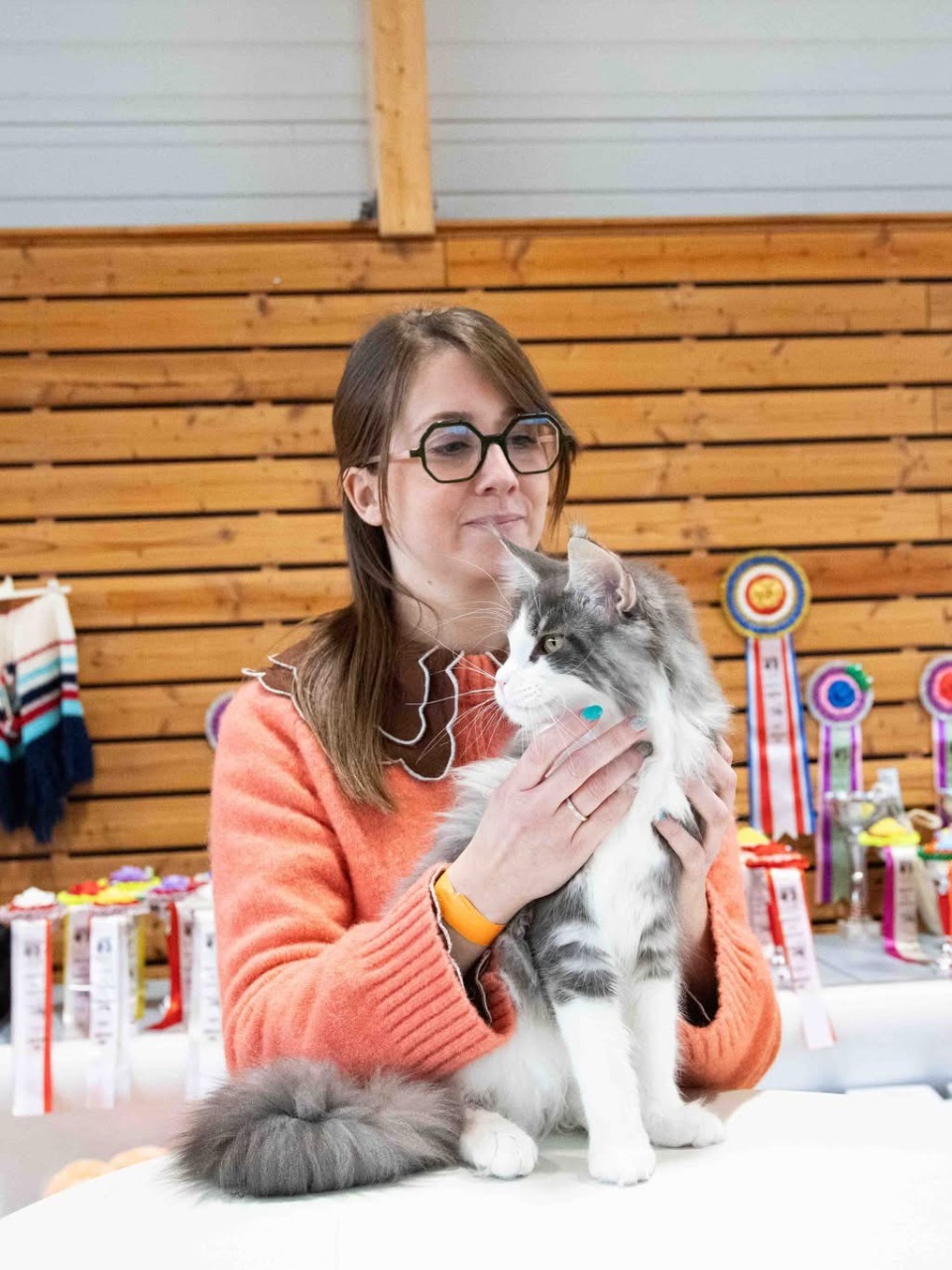 maine coon loof brive