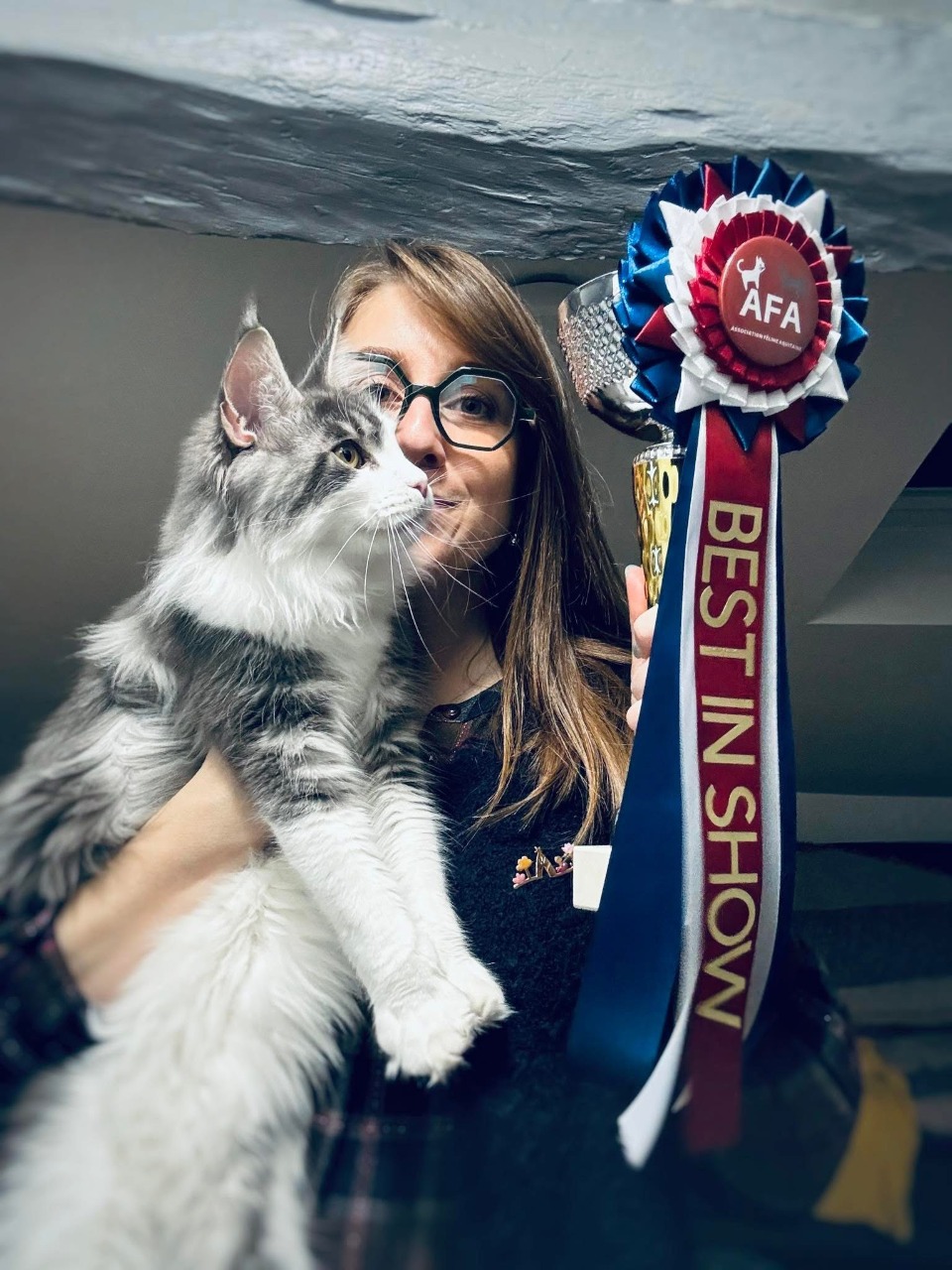 maine coon loof brive