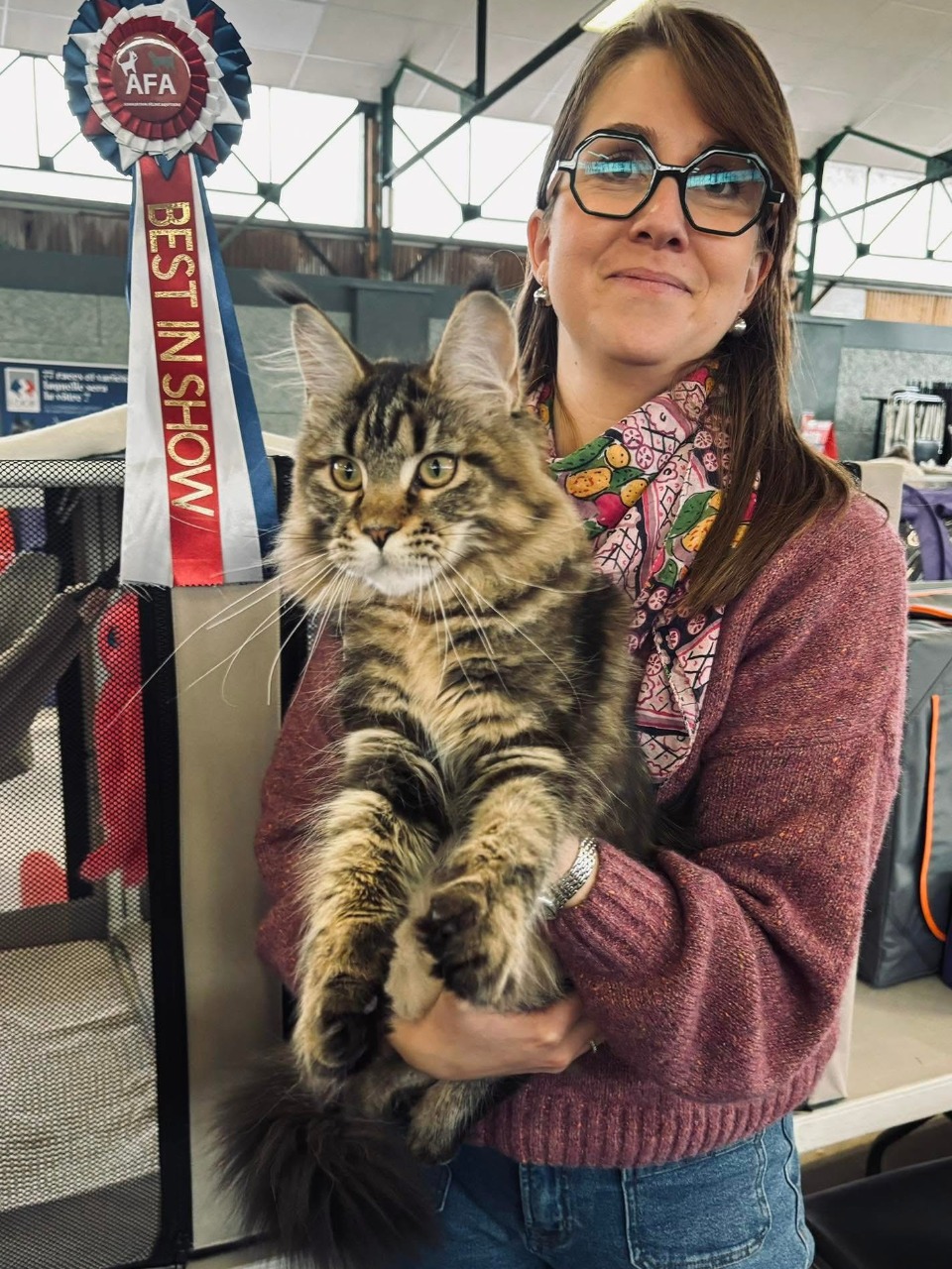 maine coon loof brive