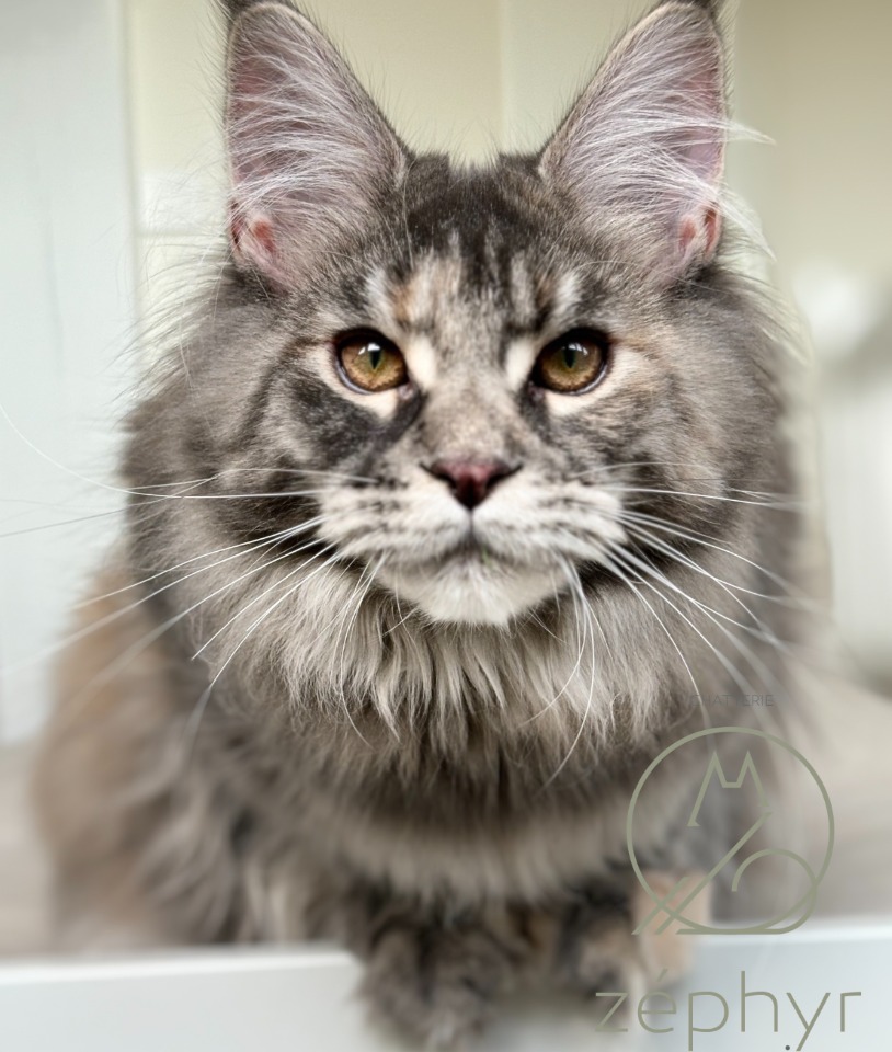 MAINE COON LOOF