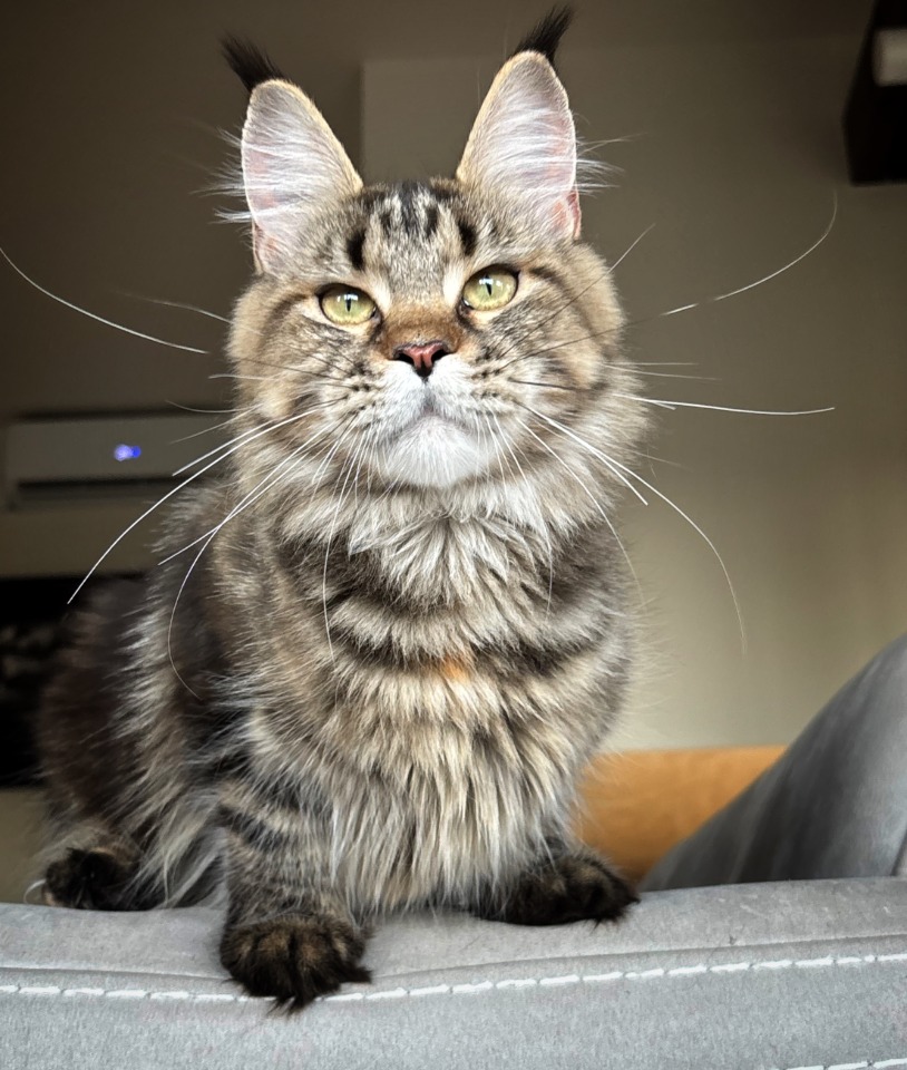 mainecoon