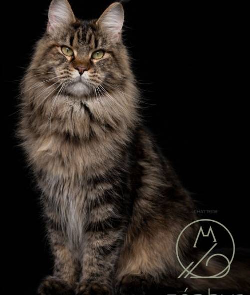 Zoé du Zéphyr au Maine