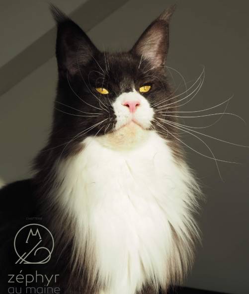 ​CHAMPIONNE LOOF Vanilla Sky the Purrfect Coon - conforme - 