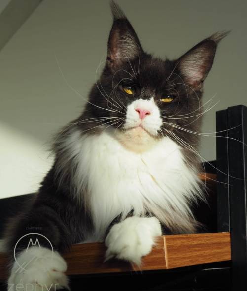 ​CHAMPIONNE LOOF Vanilla Sky the Purrfect Coon - conforme - 