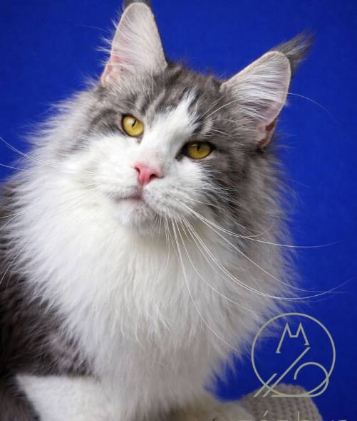 Who's Molly du Zéphyr au Maine