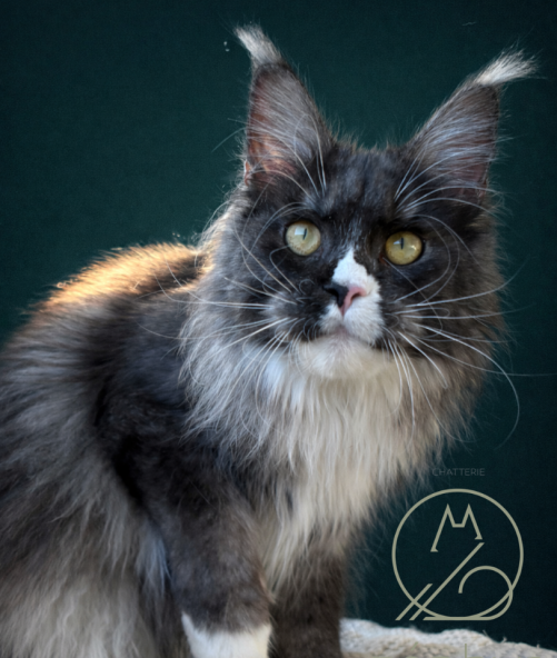 Ahora Nui de Terra Coon