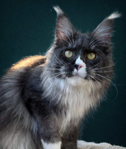 AHORA NUI DE TERRA COON