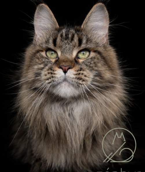 Zoé du Zéphyr au Maine