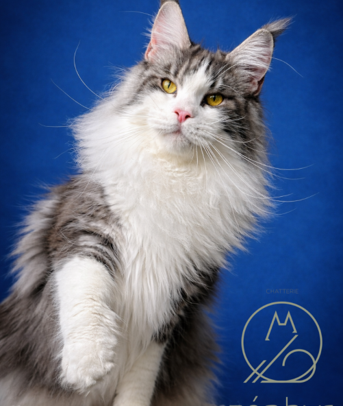 Who's Molly du Zéphyr au Maine