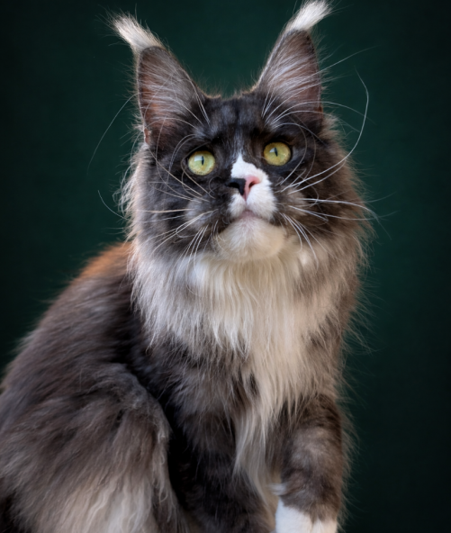 AHORA NUI DE TERRA COON