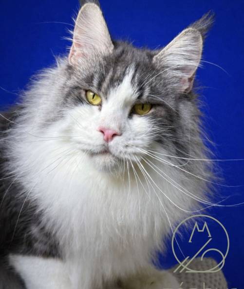 Who's Molly du Zéphyr au Maine