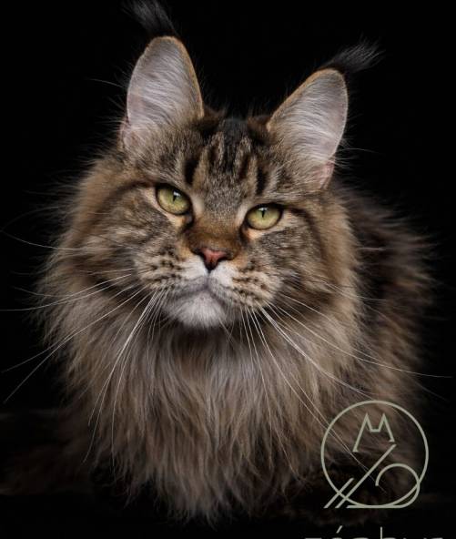 Zoé du Zéphyr au Maine