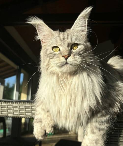 FR* ULEE JOLIE PP DES FURIES NOCTURNES