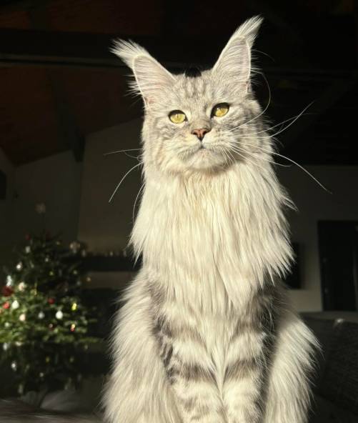 FR* ULEE JOLIE PP DES FURIES NOCTURNES