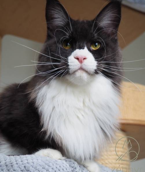 ​A* Vanilla Sky the Purrfect Coon