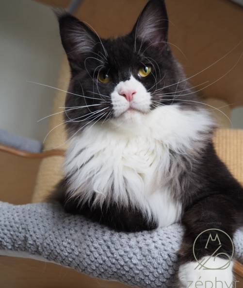 ​A* Vanilla Sky the Purrfect Coon
